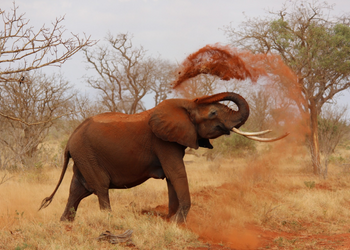 parc national Tsavo éléphants 